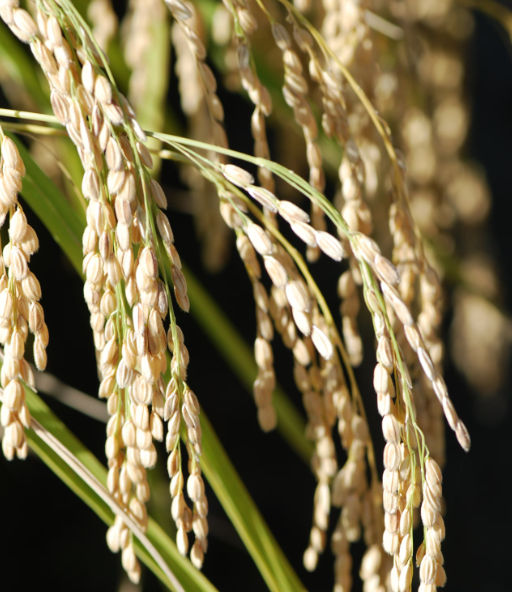 スクリーンショット (97)